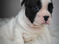 French Bulldog yavrularımız