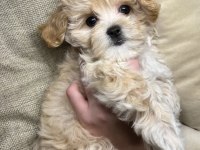 Mükemmel kalite maltipoo bebekler