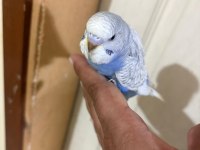 31 GÜNLÜK MUHABBET KUŞU OĞLAN BEBEK