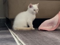British shorthair kedimize yeni sahibini arıyoruz