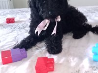 Toy poodle bebeklerimiz yeni yuvasını arıyor Tekirdağ