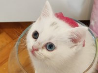 Bursa Scottish Straight Shorthair Old Eyes Bebekler