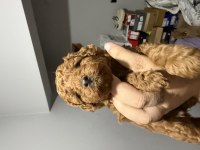 Şirin Ev Poodle Köpekleri