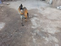Alan koruması üst düzey belçika kurdu