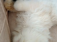 Dişi kedi arıyoruz