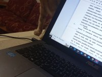 DEPREM BÖLGESİNDEN GELEN KEDİMİZE YUVA ARIYORUZ