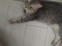 10 aylık british shorthair gümüş renkli kedim