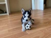 3 Aylık erkek Husky