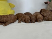 Toy poodle yavruları