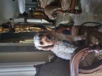 Sevimli maltipoo oğlumuza onu sevecek yuva arıyoruz