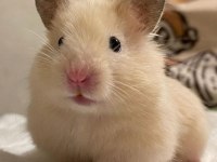 HAMSTER GONZALES YAVRULAR HERYERE GÖNDERİM