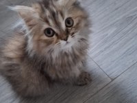 British Longhair Kedimiz