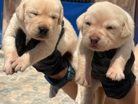 Sevimli Labrador yavrularımız