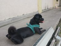 Siyah pug Pascal için yuva arıyoruz