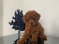 saglık ve ırk garantili poodle bebekler