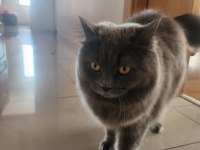 Ücretsiz British Longhair 1 Yaşında