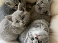 Orijinal British Shorthair Yavrular Veteriner Kontrollü