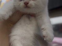 British shorthair golden point dişi erkek kardeşler