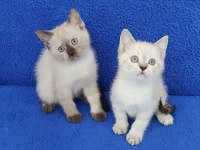 YENİ YUVASINA GİTMEYE HAZIR  BRİTİSH PONÇİKLER