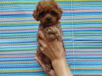 Teacup Korekan Poodle Yavrularım