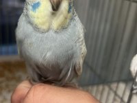 45 GÜNLÜK SHOW JUMBO MUHABBET KUŞU PAŞA ELE ALIŞIK