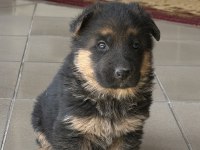 Safkan Şecereli Alman Kurdu Yavrular