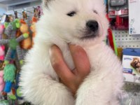 SAFKAN SAMOYED YAVRULARI