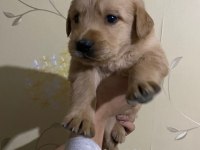 Baby face yavrular golden retriever