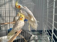 3 aylık kırmızı göz lutino sultan papağanı bebekler