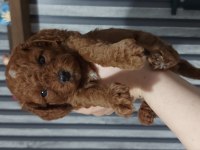 Safkan Red Brown Toy Poodle Bebekler