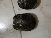 Büyük boy su kaplumbağası