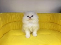 BRİTİSH LONGHAİR YAVRUMUZ