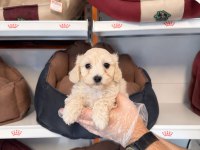 BABYFACE MALTİPOO YAVRULARIMIZ