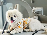Eğitimli pekinez köpeği