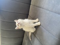 Point Dişi Bebek British Shorthair
