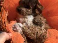 Kore kan poodle yavrularımız