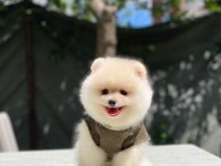 Yeni gelen sevimli pomeranian boo yavrular