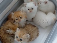 British Longhair Ve Shorthair