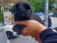 Süper pug bebekler