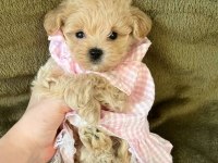 Korean maltipoo bebekler 2 kg
