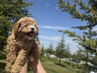 Yüksek kalite Dişi Maltipoo bebeğimiz