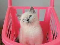 Acil Bugüne Özel Uygun! Bluepoınt British Shorthair 