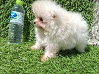POMERANİAN BOO YAVRULAR (MAJYAJSIZ FÖNSÜZ)