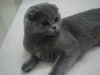 Scottish fold kedimize yeni yuva arıyoruz