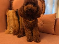 Secereli Anneden Toy Poodle Yavru