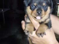 Macar koca kafa rottweiler yavrular
