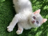 Pamuk Gibi Yavru British Shorthair