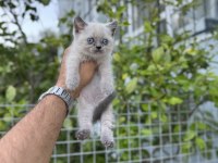 Blue point british shorthair bebekler