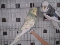 Show Jumbo Renk Güzeli Çift Muhabbet Kuşu