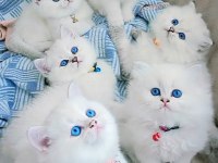 British shorthair yavrular